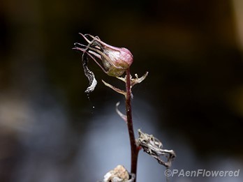 Fruit